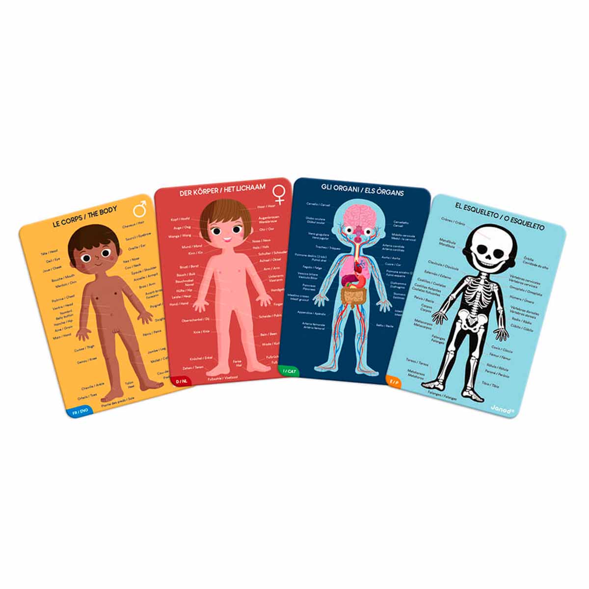 Puzzle Educativo Gigante Cuerpo Humano x3 Janod - Imagen 2